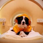 Triste ou effrayé ? Les chiens peuvent être capables de lire votre visage Triste ou effrayé ? Les chiens peuvent être capables de lire votre visage