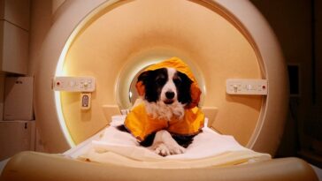 Triste ou effrayé ? Les chiens peuvent être capables de lire votre visage