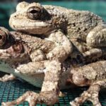 Trop de choix compliquent la vie sexuelle des grenouilles femelles