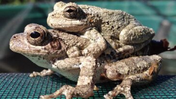 Trop de choix compliquent la vie sexuelle des grenouilles femelles