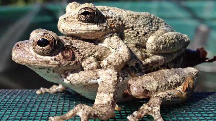 Trop de choix compliquent la vie sexuelle des grenouilles femelles