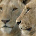 Un nouveau documentaire montre à quoi ressemble vraiment un lion qui grandit