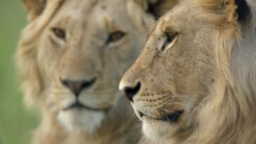 Un nouveau documentaire montre à quoi ressemble vraiment un lion qui grandit