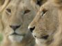 Un nouveau documentaire montre à quoi ressemble vraiment un lion qui grandit