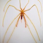Cette araignée de mer géante jaune orangé arbore huit longues pattes et un corps de la taille d'un doigt.