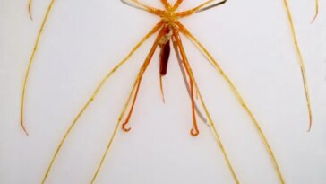 Cette araignée de mer géante jaune orangé arbore huit longues pattes et un corps de la taille d'un doigt.