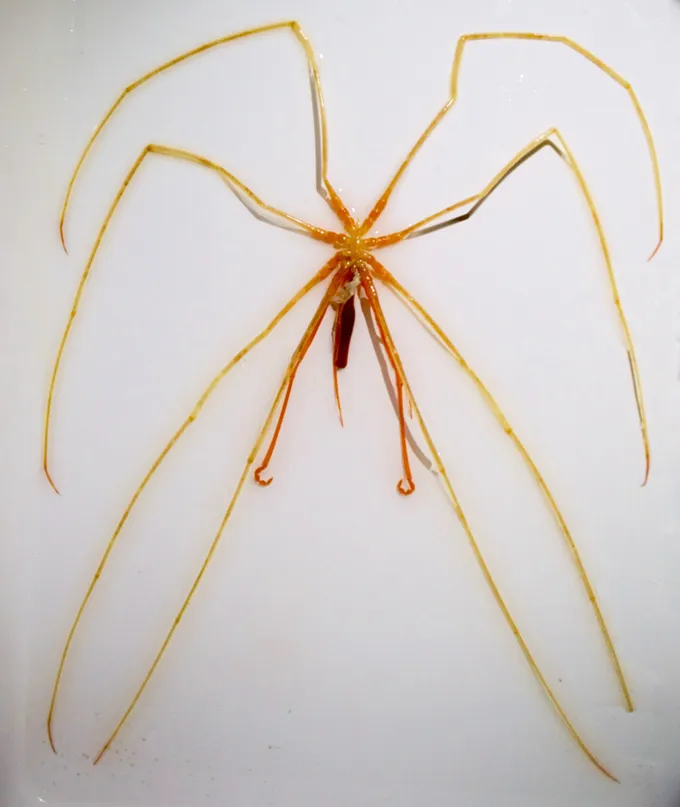 Ces araignées des grands fonds dégagent une lueur surnaturelle Cette araignée de mer géante jaune orangé arbore huit longues pattes et un corps de la taille d'un doigt.