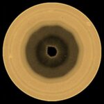 De nouvelles images de Hubble révèlent un étrange décagone au-dessus du pôle sud de Saturne