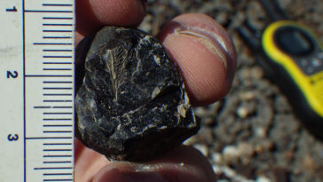 Une plume fossilisée tenue à côté d’une règle dans la main d’une personne.