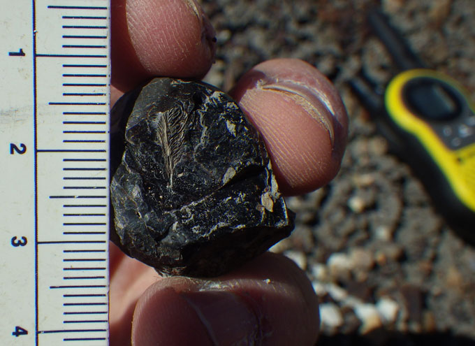 Des crottes de dinosaures fossilisées suggèrent pourquoi un oiseau ancien a disparu Une plume fossilisée tenue à côté d’une règle dans la main d’une personne.
