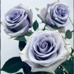 Enfin, une vraie rose bleue existe Enfin, une vraie rose bleue existe