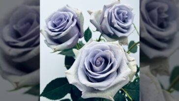Enfin, une vraie rose bleue existe