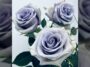 Enfin, une vraie rose bleue existe