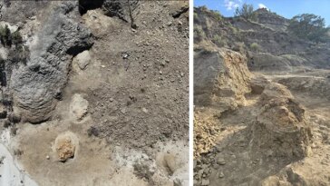 Deux photos sont présentées côte à côte. Sur la gauche se trouve une photo de quatre empreintes de T. rex montrées depuis les airs. A droite, une photo prise depuis le sol, devant la première piste. Une grande colline couverte d'arbustes se trouve en arrière-plan.