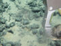 A remotely operated vehicle collects a polymetallic nodule from the seafloor in the Cook Islands exclusive economic zone during Dive 04 of the 2026 Cook Islands ROV Exploration, at a starting depth of approximately 2,900 meters. Image courtesy of NOAA Ocean Exploration, public domain, modified, https://oceanexplorer.noaa.gov/expedition-feature/increasing-understanding-cook-islands/