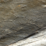 Que se cache-t-il derrière « l’une des énigmes les plus tenaces de la paléontologie » ? Un motif en nid d'abeille imprimé dans la texture du sable compacté