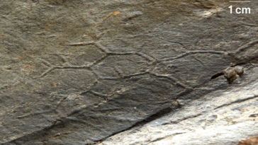 Un motif en nid d'abeille imprimé dans la texture du sable compacté