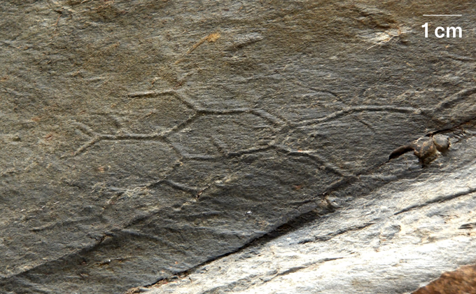 Un motif en nid d'abeille imprimé dans la texture du sable compacté