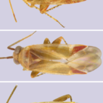 Rencontrez Swiftiephylus, un insecte australien nommé d'après Taylor Swift Trois images d'insectes jaunes translucides avec diverses caractéristiques rougeâtres