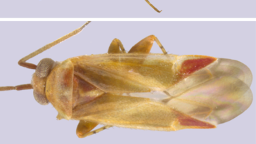 Trois images d'insectes jaunes translucides avec diverses caractéristiques rougeâtres