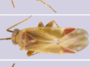 Trois images d'insectes jaunes translucides avec diverses caractéristiques rougeâtres
