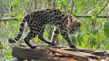 Rencontrez la nouvelle espèce de chat vivant, la première décrite en 100 ans