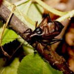 Un chœur d’ancêtres Katydides a rempli la forêt tropicale du Jurassique de chants