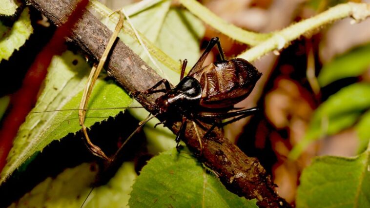 Un chœur d’ancêtres Katydides a rempli la forêt tropicale du Jurassique de chants