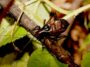 Un chœur d’ancêtres Katydides a rempli la forêt tropicale du Jurassique de chants