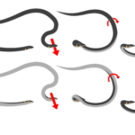 Un graphique montrant comment ces serpents font la roue en bougeant leur corps