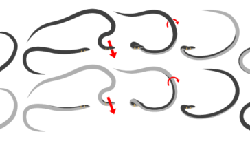 Un graphique montrant comment ces serpents font la roue en bougeant leur corps