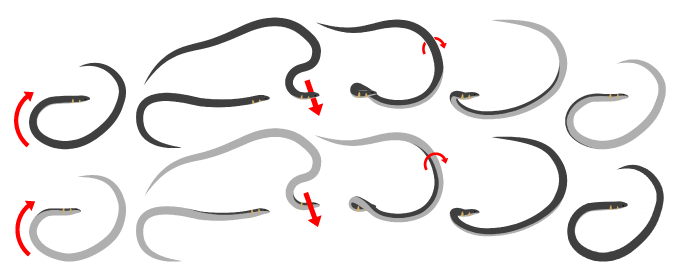 Ces petits serpents font la roue pour échapper au danger Un graphique montrant comment ces serpents font la roue en bougeant leur corps