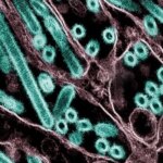 Claude a aidé un scientifique à planifier une recherche potentiellement risquée sur la grippe aviaire