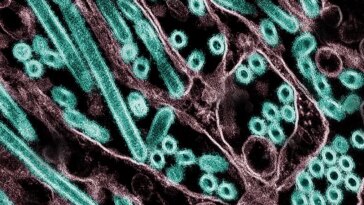 Claude a aidé un scientifique à planifier une recherche potentiellement risquée sur la grippe aviaire