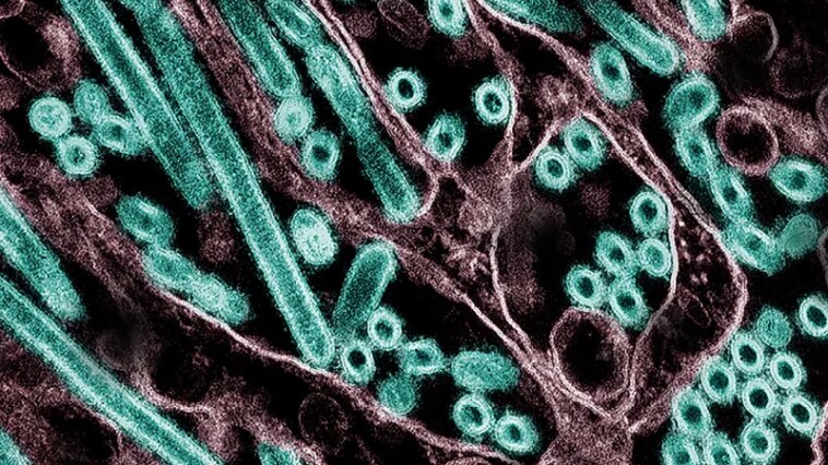 Claude a aidé un scientifique à planifier une recherche potentiellement risquée sur la grippe aviaire