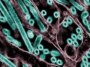 Claude a aidé un scientifique à planifier une recherche potentiellement risquée sur la grippe aviaire