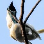 L'oiseau le plus bruyant du monde pourrait étouffer un concert de rock