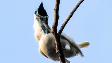 L'oiseau le plus bruyant du monde pourrait étouffer un concert de rock