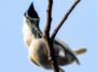 L'oiseau le plus bruyant du monde pourrait étouffer un concert de rock