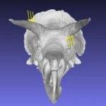Trois modèles de tête de tricératops montrent différentes manières par lesquelles les chercheurs ont testé le type de force que les crânes pouvaient supporter pendant le combat. Les flèches jaunes indiquent l'endroit où la force du crâne est appliquée dans ces simulations informatiques.