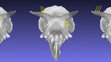 Trois modèles de tête de tricératops montrent différentes manières par lesquelles les chercheurs ont testé le type de force que les crânes pouvaient supporter pendant le combat. Les flèches jaunes indiquent l'endroit où la force du crâne est appliquée dans ces simulations informatiques.