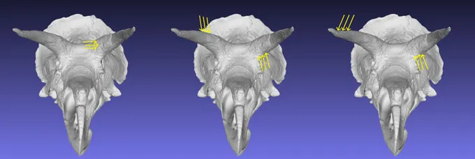 Trois modèles de tête de tricératops montrent différentes manières par lesquelles les chercheurs ont testé le type de force que les crânes pouvaient supporter pendant le combat. Les flèches jaunes indiquent l'endroit où la force du crâne est appliquée dans ces simulations informatiques.