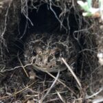 Les jeunes crapauds de Yosemite survivent à l'hiver, puis émergent avec un champignon mortel Les jeunes crapauds de Yosemite survivent à l'hiver, puis émergent avec un champignon mortel