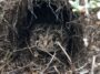 Les jeunes crapauds de Yosemite survivent à l'hiver, puis émergent avec un champignon mortel