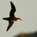 Les oiseaux de mer souffrent également du décalage horaire – et cela peut les faire dévier un peu de leur trajectoire