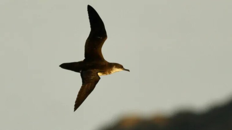 Les oiseaux de mer souffrent également du décalage horaire – et cela peut les faire dévier un peu de leur trajectoire Les oiseaux de mer souffrent également du décalage horaire – et cela peut les faire dévier un peu de leur trajectoire