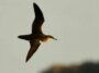 Les oiseaux de mer souffrent également du décalage horaire – et cela peut les faire dévier un peu de leur trajectoire