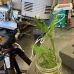 Une photographie d’un échantillon de séquoia à feuilles d’if se trouve dans l’eau lors d’une expérience en laboratoire