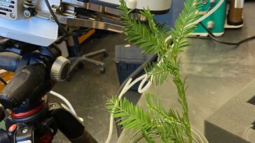Une photographie d’un échantillon de séquoia à feuilles d’if se trouve dans l’eau lors d’une expérience en laboratoire