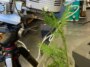 Une photographie d’un échantillon de séquoia à feuilles d’if se trouve dans l’eau lors d’une expérience en laboratoire